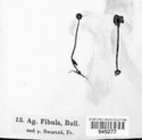 Rickenella fibula image